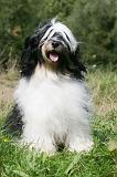 TERRIER DU TIBET 333